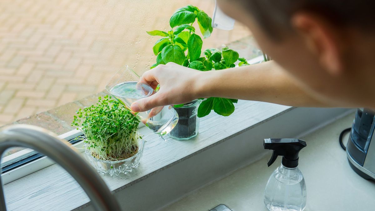 Mężczyzna podlewa rzeżuchę.