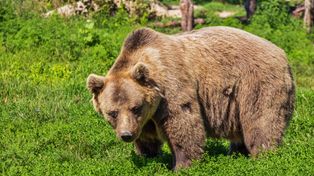 Polak uciekał przed niedźwiedzicą z młodymi! Dramatyczne chwile na górskim szlaku. Interweniowali ratownicy