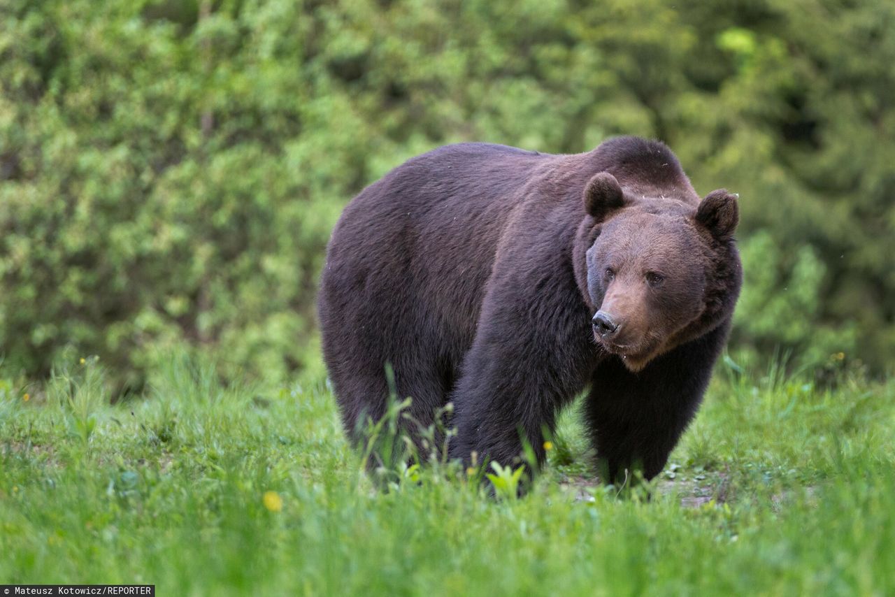 Kolejne spotkanie z niedźwiedziem na szlaku. TPN przypomina "to nie miś"