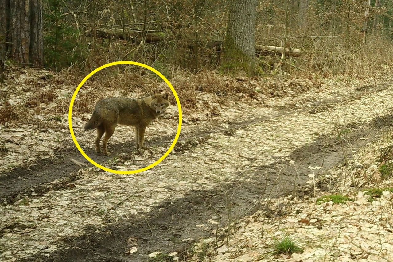 Nie ukrył się przed fotopułapką. Jakim cudem znalazł się w Polsce?