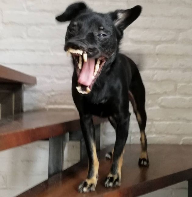 Obraz