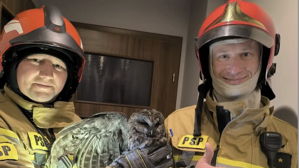 Strażacy upewnili się, że sowa nie doznała żadnych obrażeń i wyp
