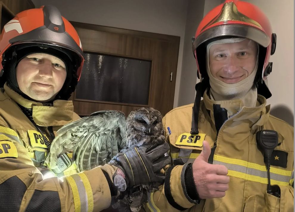 Sowa utknęła w kominie. Na pomoc ruszyli strażacy