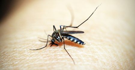 Ekspertka: gryzące nas komarzyce czekały nawet kilka lat na wylęgnięcie