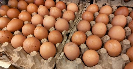 Epidemia salmonelli w Rosji? Wszystko przez odszkodowania