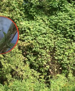 Najdroższe warzywo świata. W Polsce za darmo, rośnie na łąkach