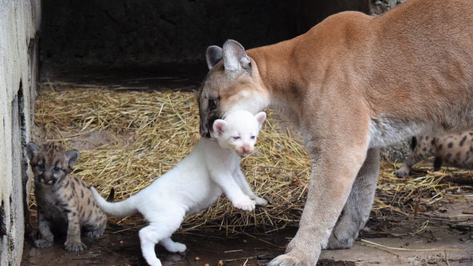 Biała puma to rzadki przypadek 