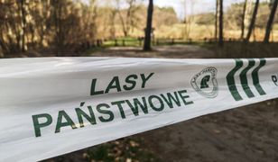 Będzie ponowny zakaz wejścia do lasów? Zagrożenie pożarowe jest coraz wyższe