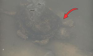 Leśnicy aż przecierali oczy. Niebywałe, kto się pojawił. "Wypływają"