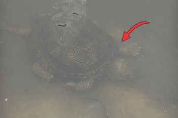 Leśnicy aż przecierali oczy. Niebywałe, kto się pojawił. "Wypływają"