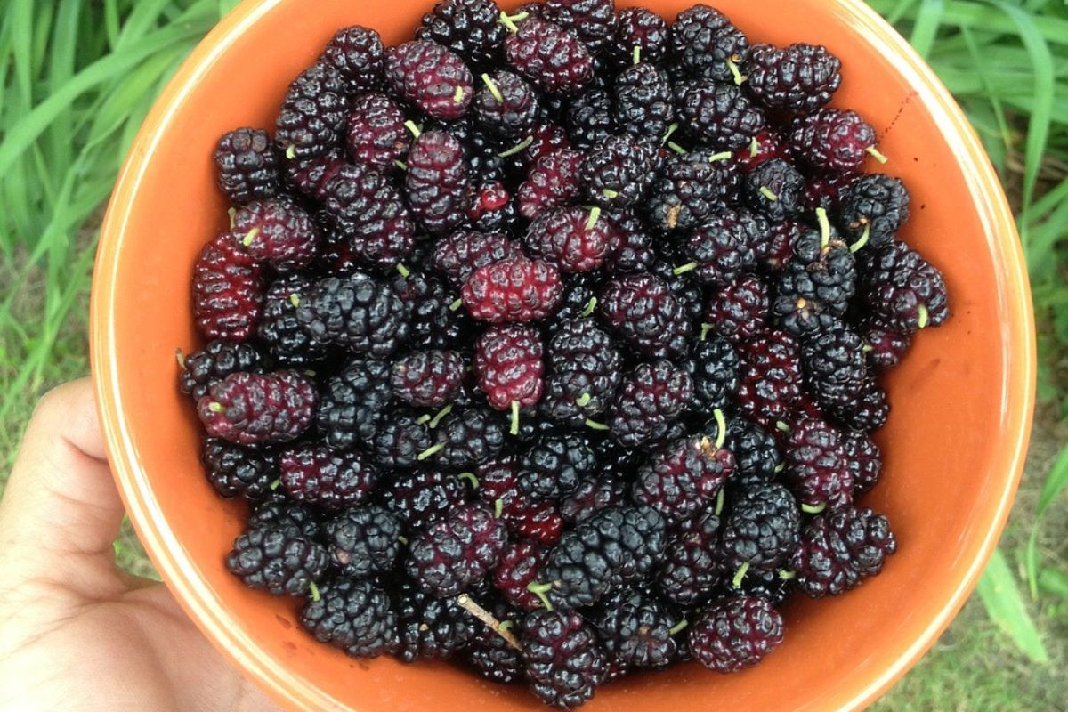 Morwa czarna to źródło witamin i antyoksydantów