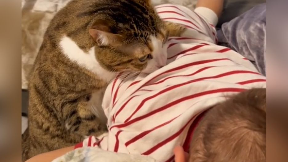 Filmik z kotem wzruszył internautów