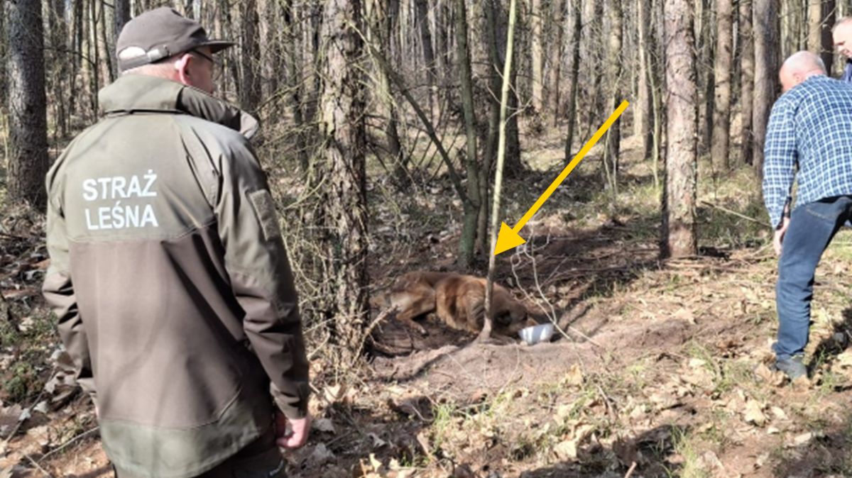 Zdjęcie z lasu. Pies zostawiony na łańcuchu.