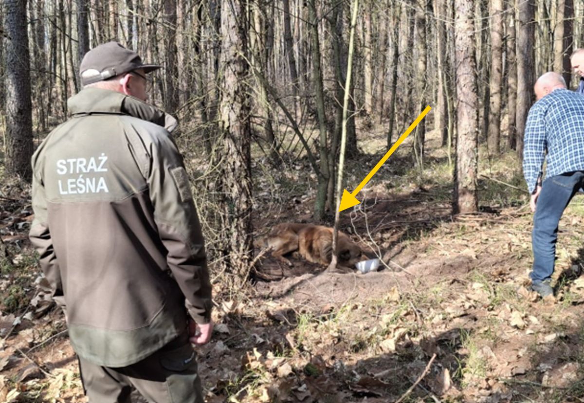 Straszne odkrycie w lesie. Był zupełnie wykończony