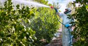 Które owoce i warzywa są najbardziej zanieczyszczone? Najnowszy raport EWG