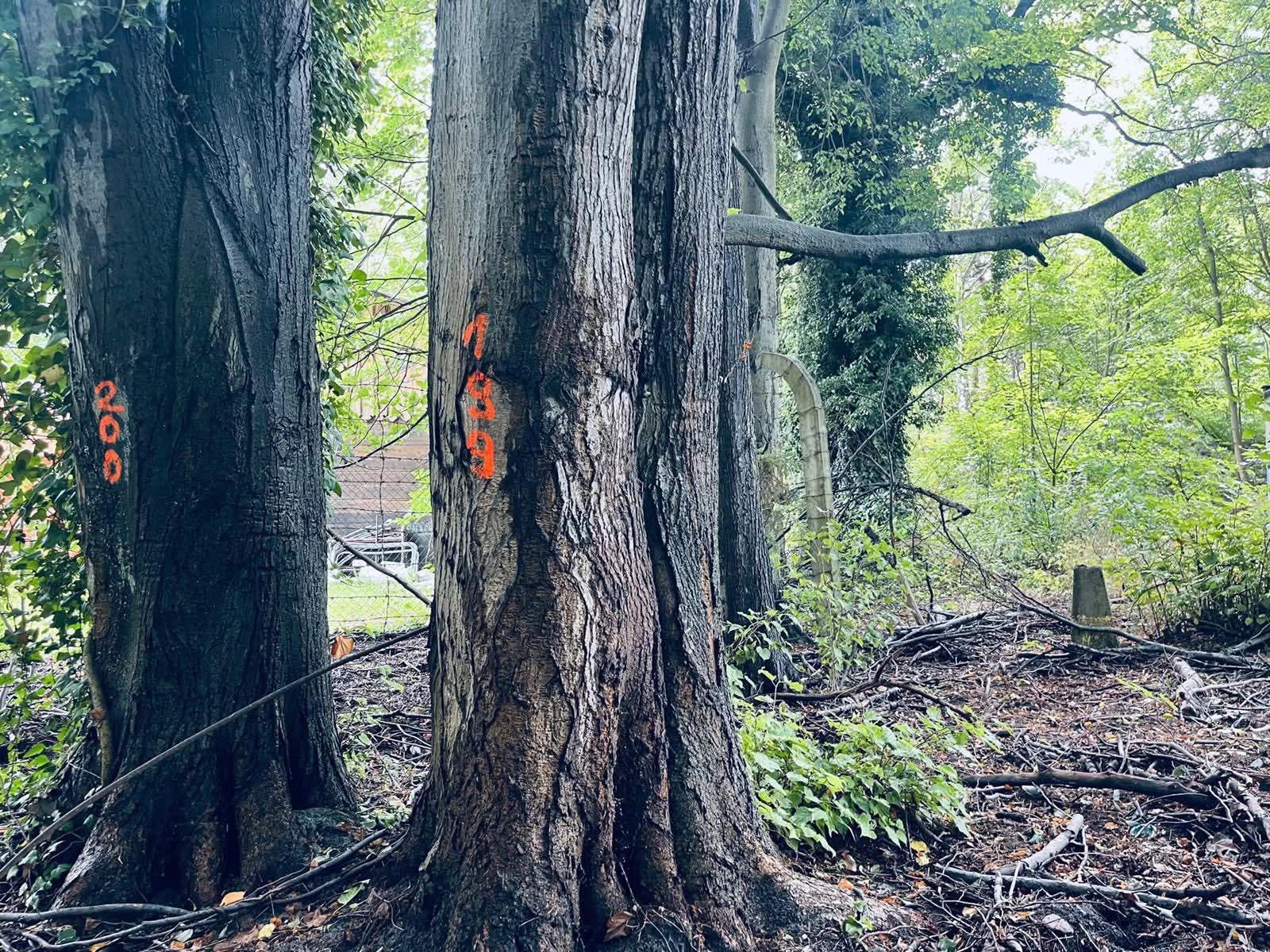 Na Helskim Cyplu planowana jest wycinka 433 drzew pod prywatną inwestycję