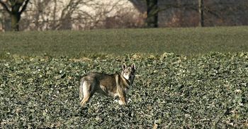 Wilk rzucił się na psa podczas spaceru. Myśliwi alarmują