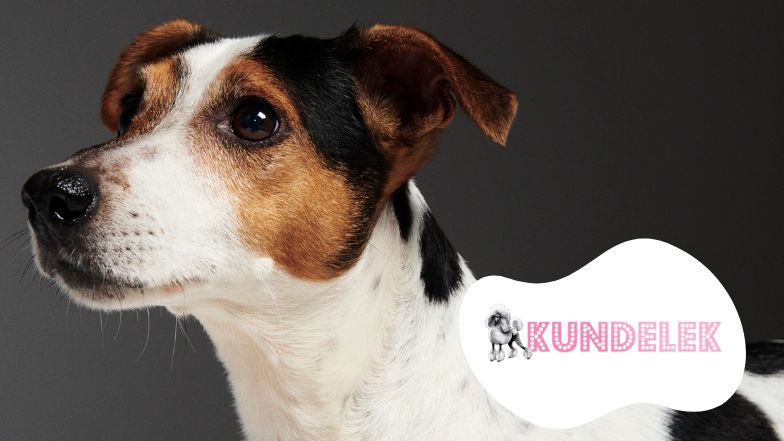 #AdoptujŚwiadomie: Szukamy domu dla pełnego energii Eneja