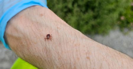 Błąd po wbiciu się kleszcza. Tak ratownik zachorował na boreliozę