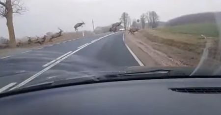 Stado jeleni przebiegło pomiędzy jadącymi samochodami. Nagranie robi wrażenie!