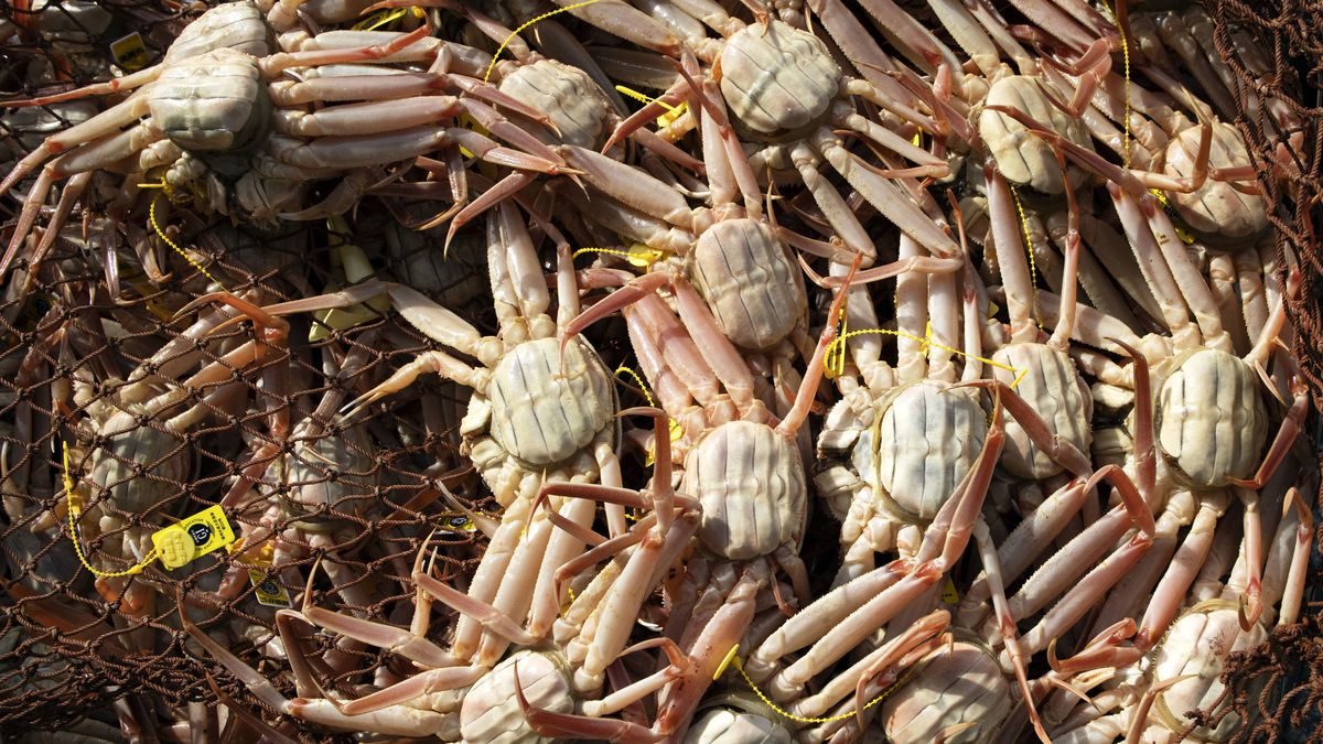 Połów kraba śnieżnego.