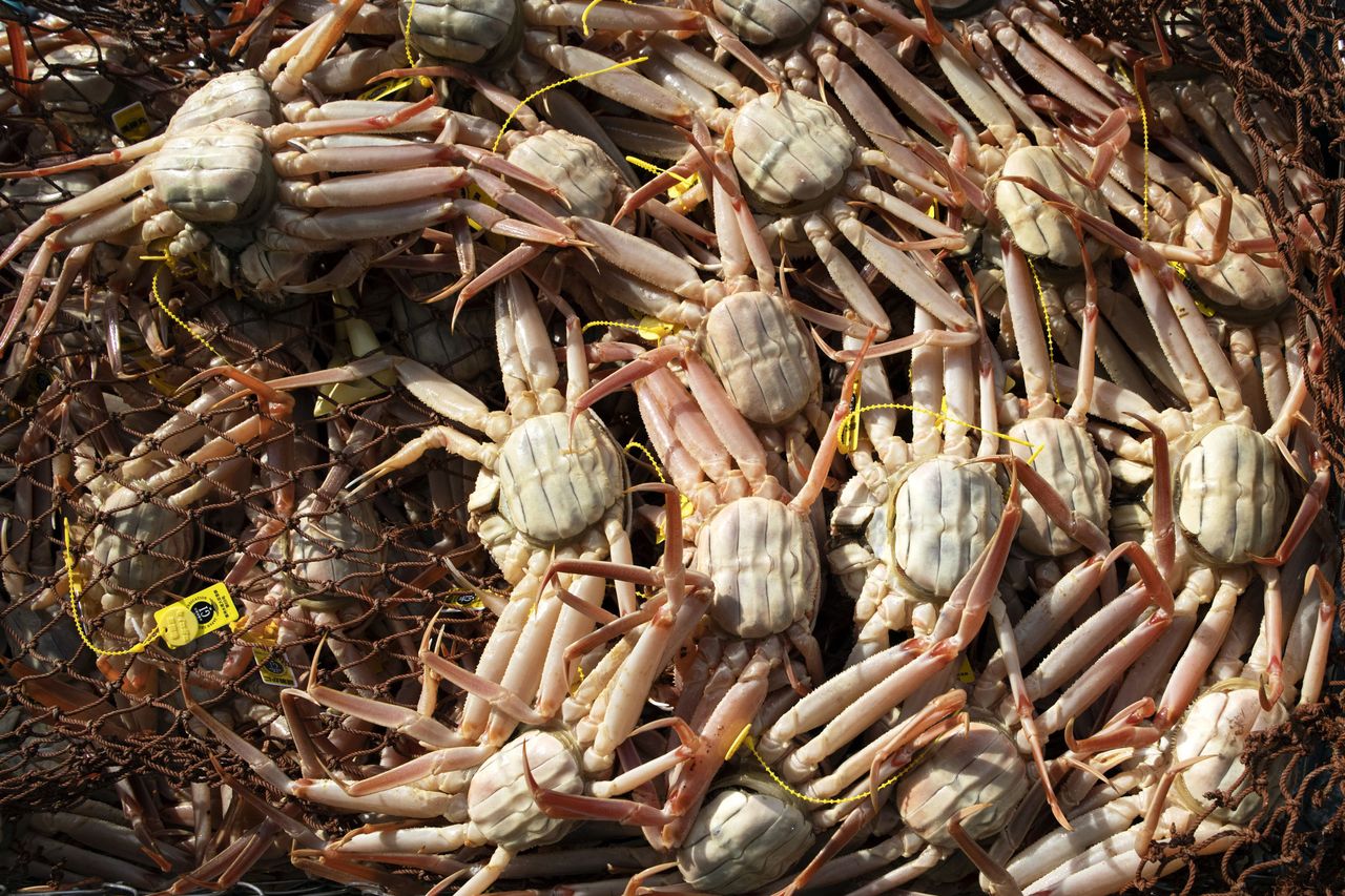 Snow crab fishing.