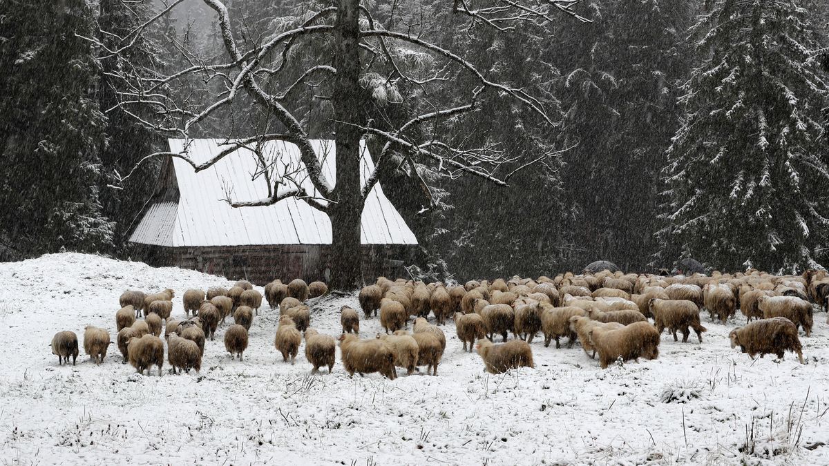 stado owiec
Grzegorz Momot
g�rale, jesienna, jesie�, opad, opady, owce, pogoda, psy pasterskie, wypas, zimno, zimowa, zimowe