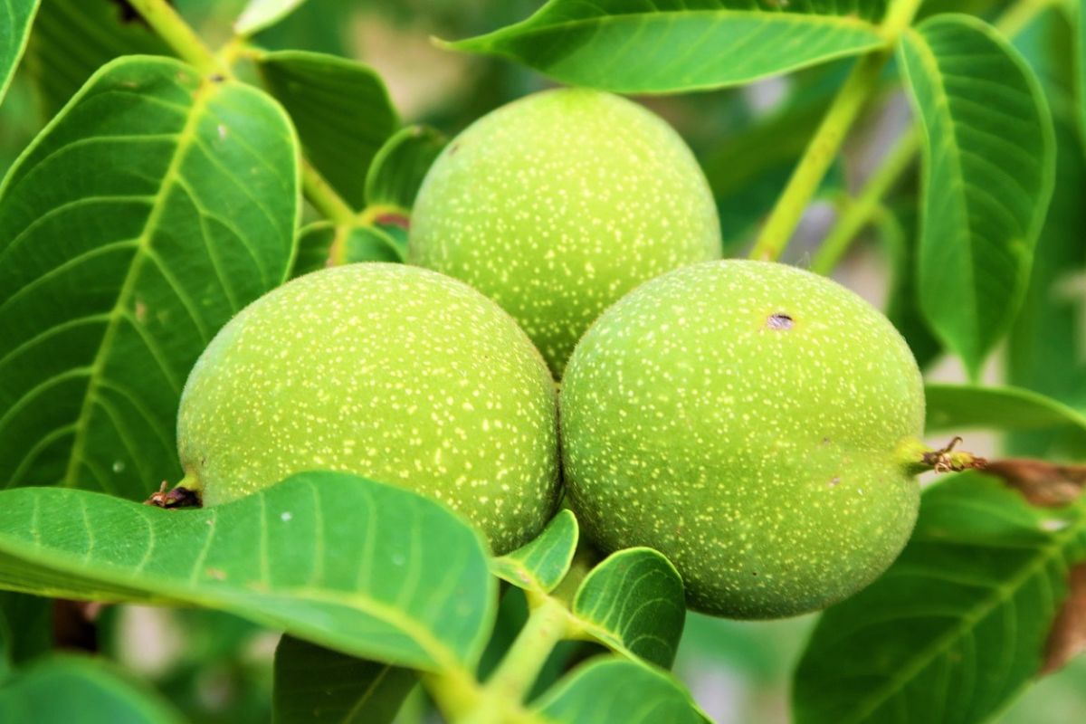 Green walnut shells should not be treated as waste. They have many properties.