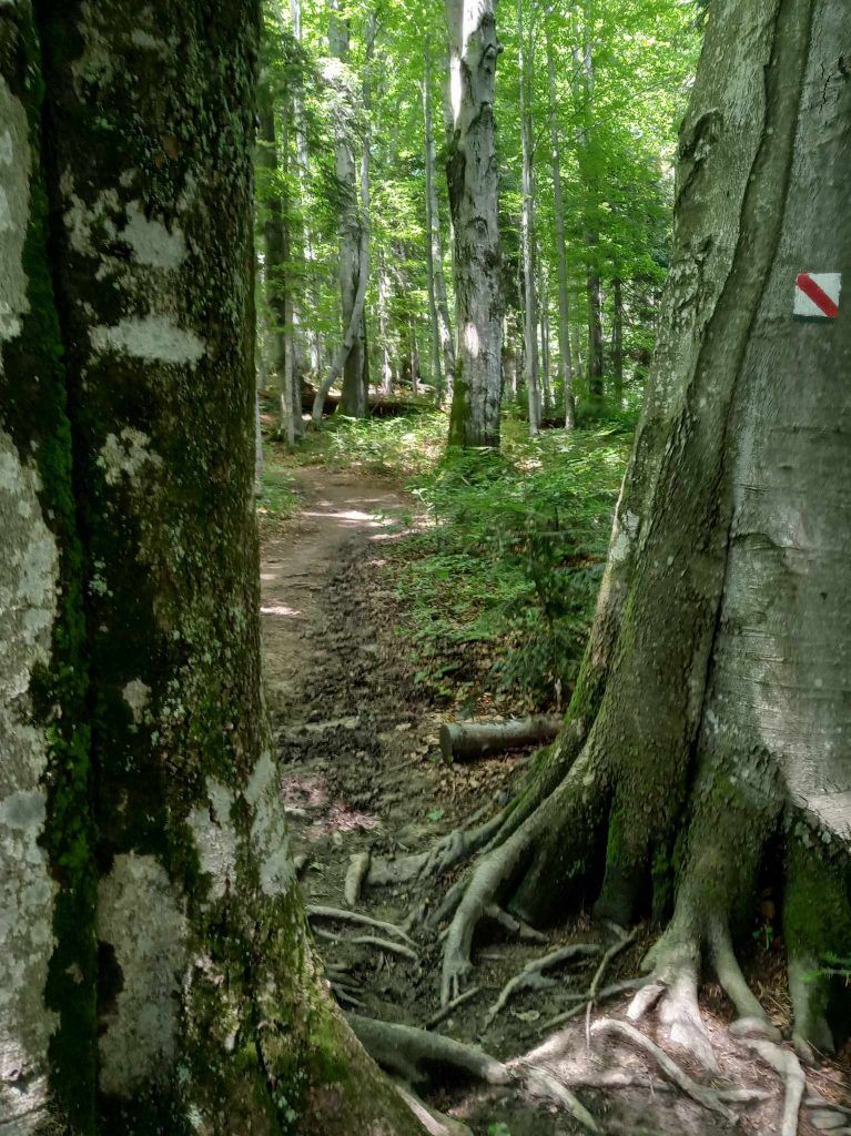 Szlak Brenzberg
