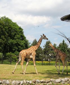 Warszawa. W najdłuższy dzień roku święto najdłuższej szyi. Światowy Dzień Żyrafy
