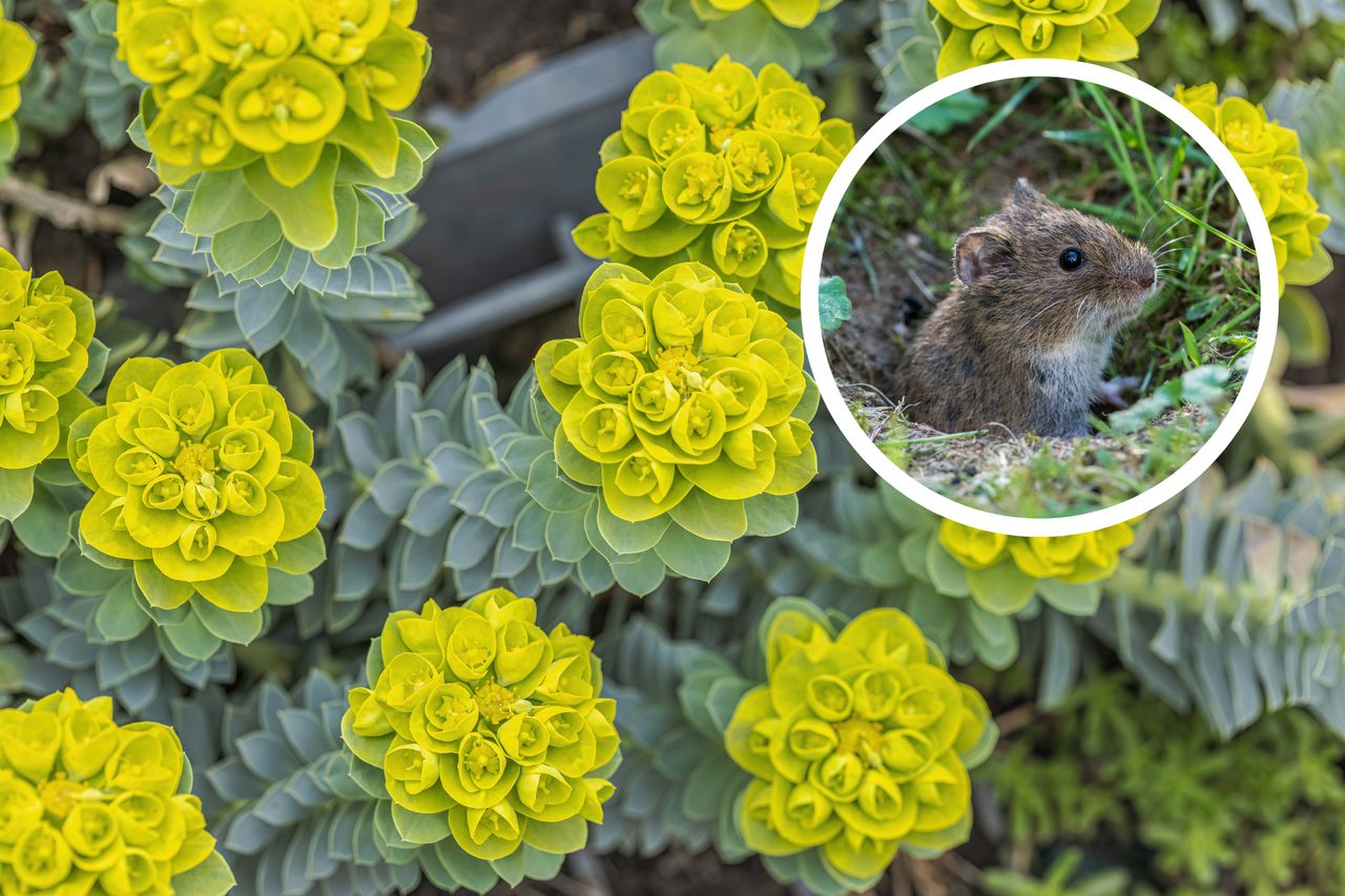 Euphorbia: The ultimate natural solution to garden pests