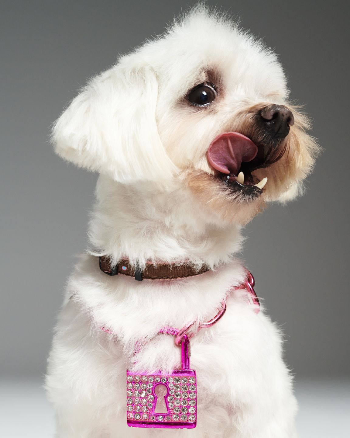 Pudelek szuka domu dla Poppy