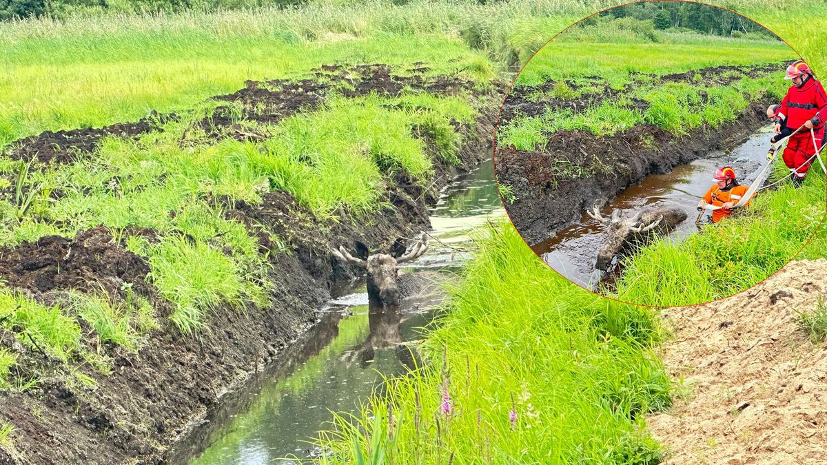 Bohaterscy strażacy uratowali łosia!