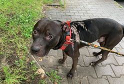 Wrocław. Amstaff oblany żrącym płynem. Sadysta mścił się na nim, by ukarać partnerkę