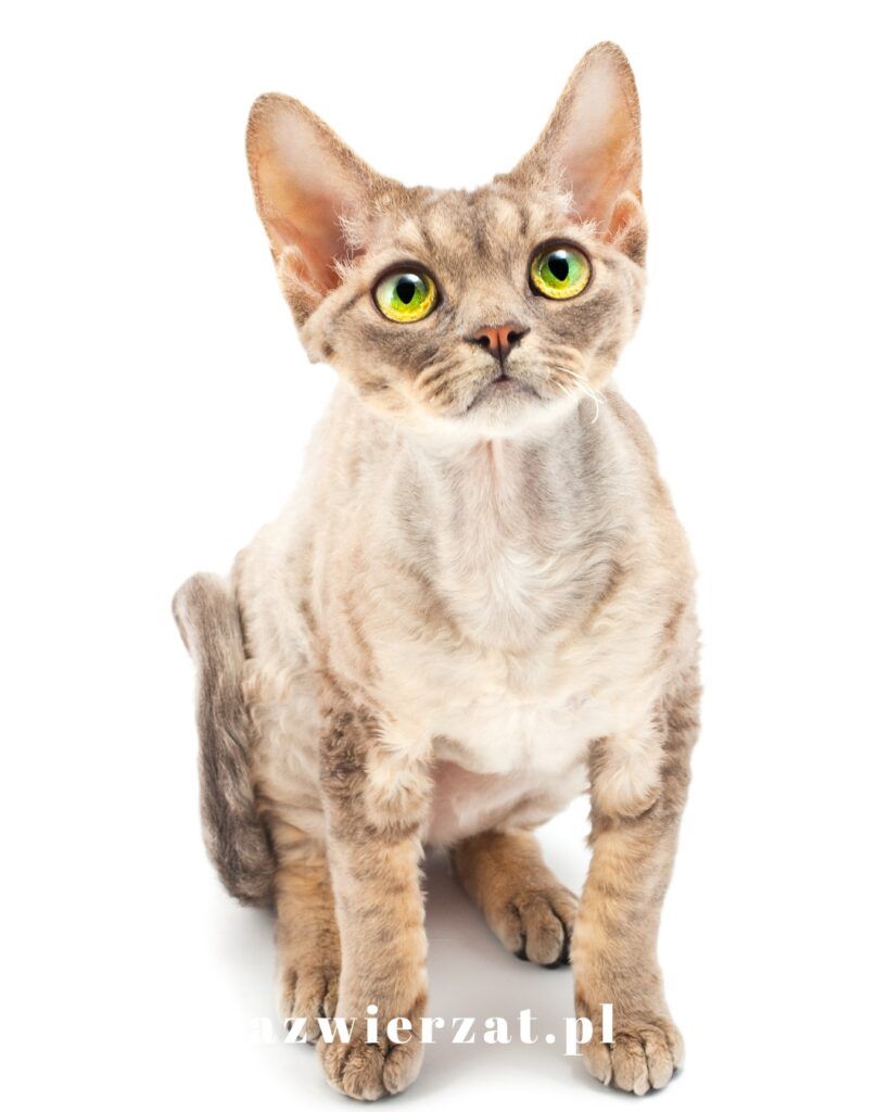 Devon Rex