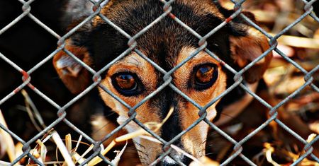 Warszawa. W Schronisku na Paluchu trwa kontrola. Porównają zasady adopcji