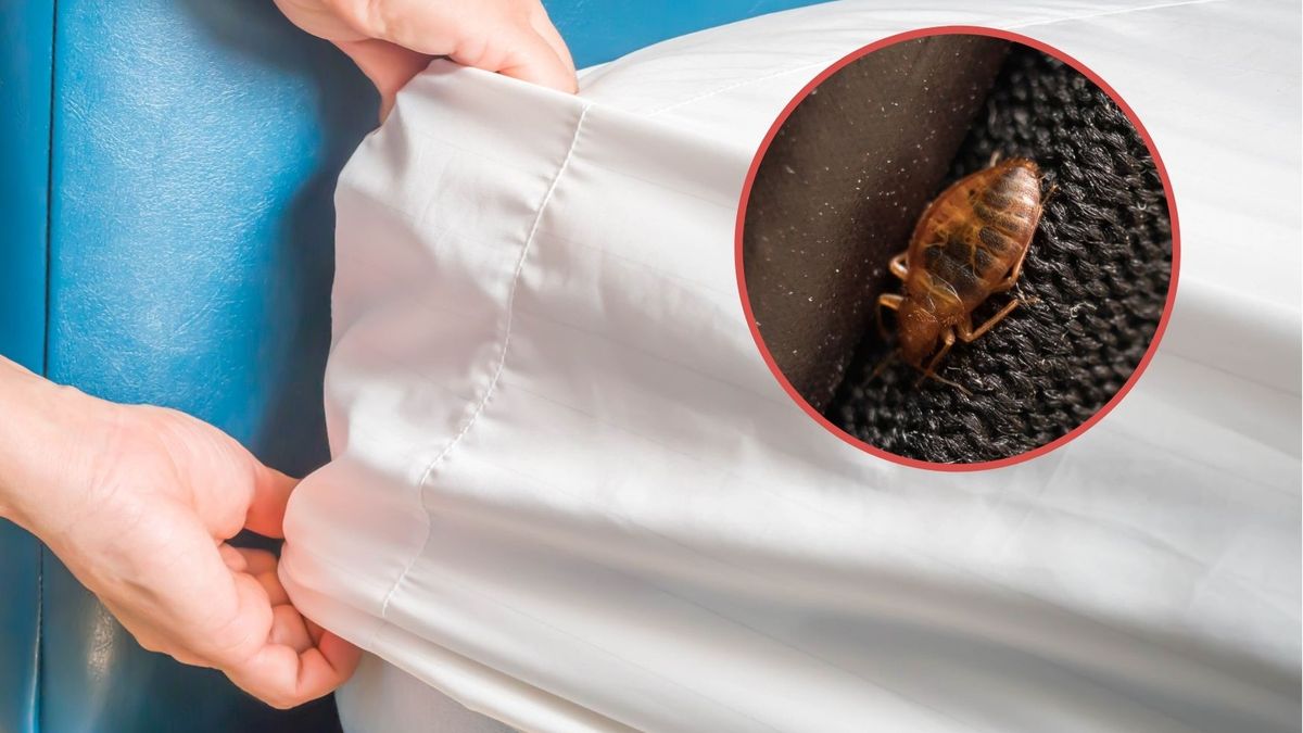 Pluskwy domowe to uciążliwy problem