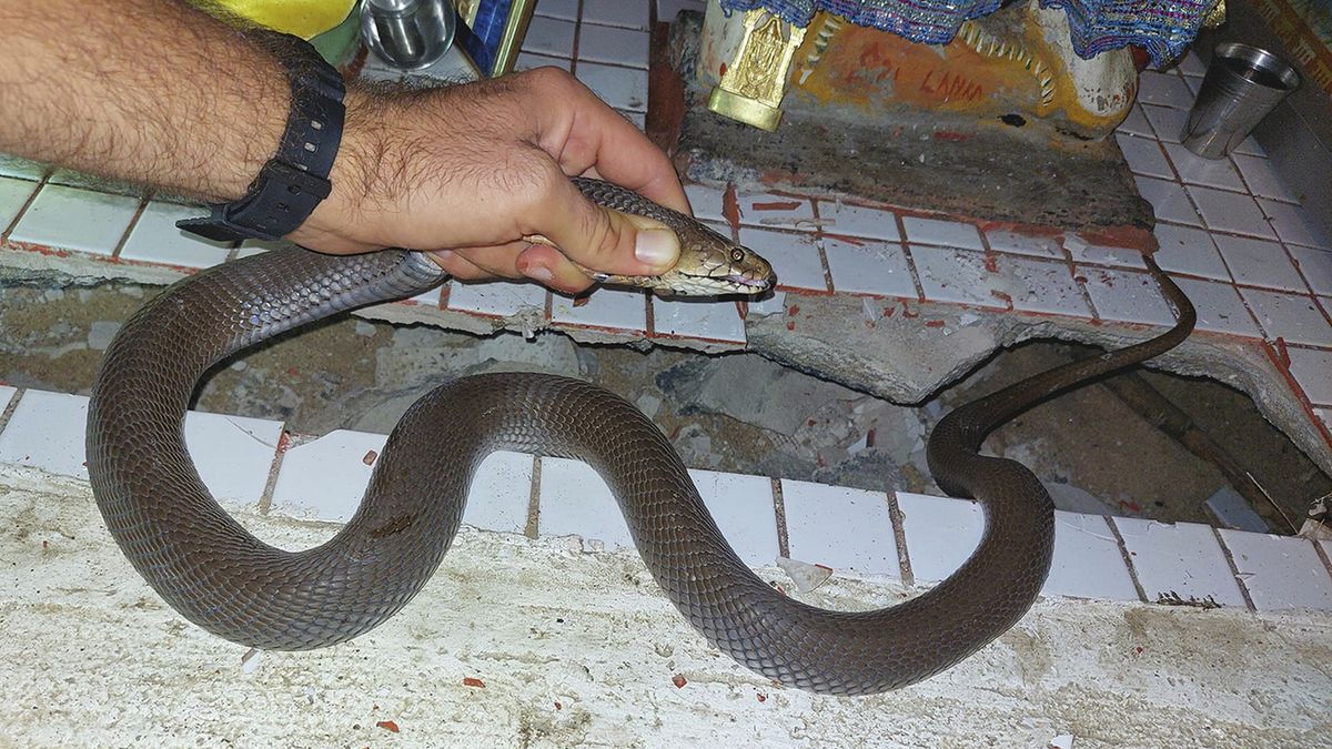Łapacz węży Nick Evans usunął kobrę z mieszkania