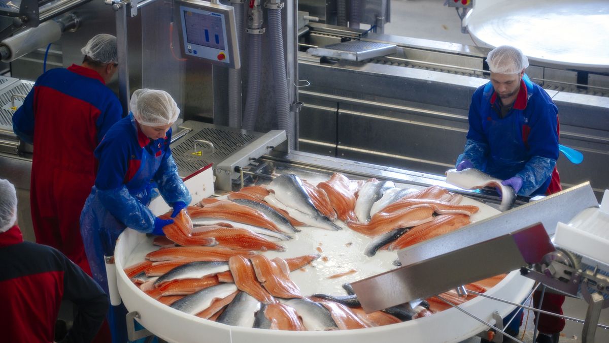 Norwegian Salmon Farm Affected By Russian Import Ban
Workers prepare sides of fresh farmed salmon for filleting and packaging in the processing plant at a fish farm operated by Salmar ASA on the island of Froya, Norway, on Thursday, Aug. 7, 2014. Norwegian salmon farmers slumped in Oslo as Russia retaliated against economic sanctions with import bans on food products including fish. Photographer: Kristian Helgesen/Bloomberg via Getty Images
Bloomberg
EAME; EUROPE; NORDIC, EMEA; EUROPE, FARM; FARMING; FARMER, NUTRITION; FOOD; HEALTH, SEA; MARINE; FISHERIES, SEAFOOD; FISH; CRUSTACEANS