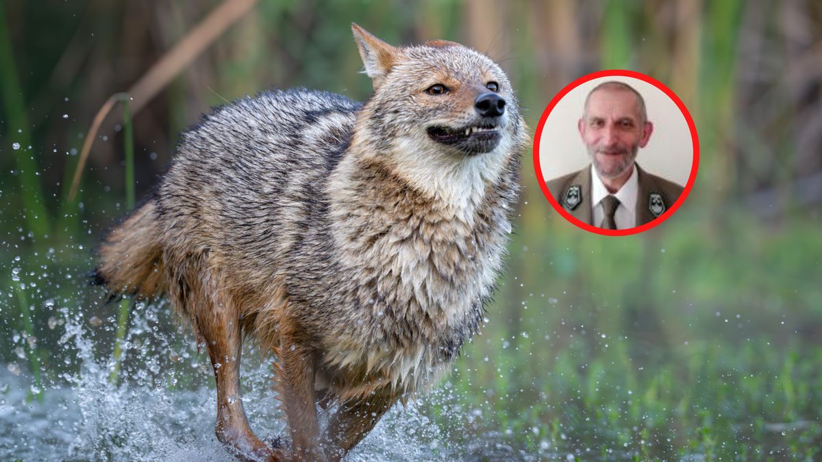 Nadleśniczy zabrał głos ws. szakala złocistego.