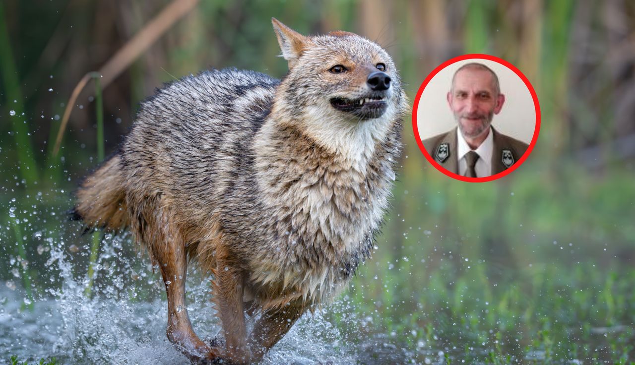 Pojawia się w Polsce. Niemcy chcą go upolować. "Bardzo dyskusyjne"