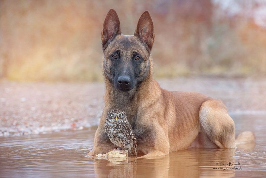 Największą gwiazdą z portfolio Tanji Brandt jest duet Ingo i Poldi, którego zdjęcia wręcz wiralowo rozpowszechniają się w Sieci. Patrząc na te fotografie trudno się temu dziwić.