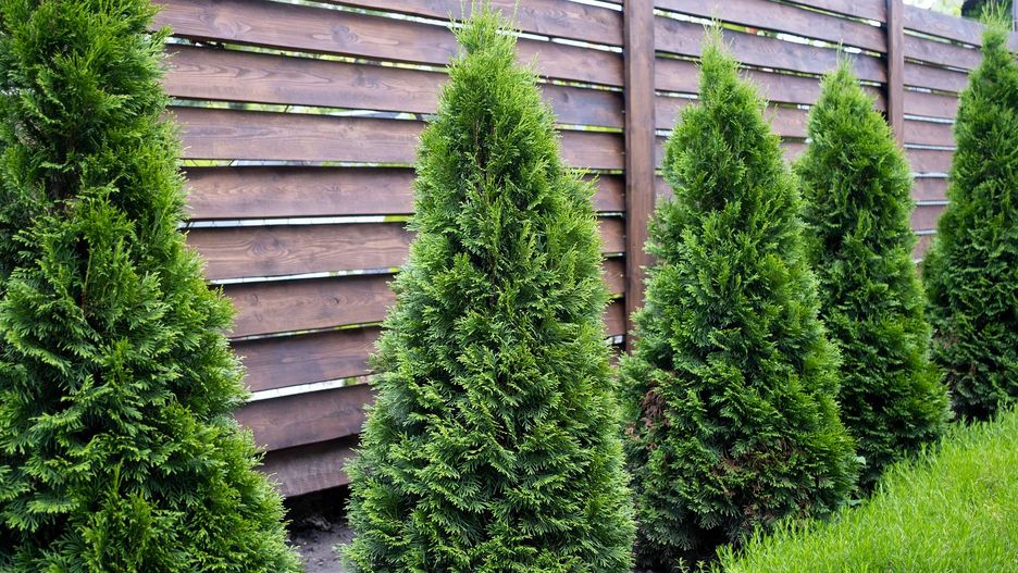 Nawożenie i podlewanie tui na jesień jest bardzo ważne