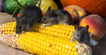 Śmiercionośny hantawirus – choroba, która zabiła żonę Gene’a Hackmana