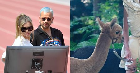 TVN stara się gasić pożar po odcinku "Top Model" z alpakami. Fani: "BEZNADZIEJNE TŁUMACZENIE"