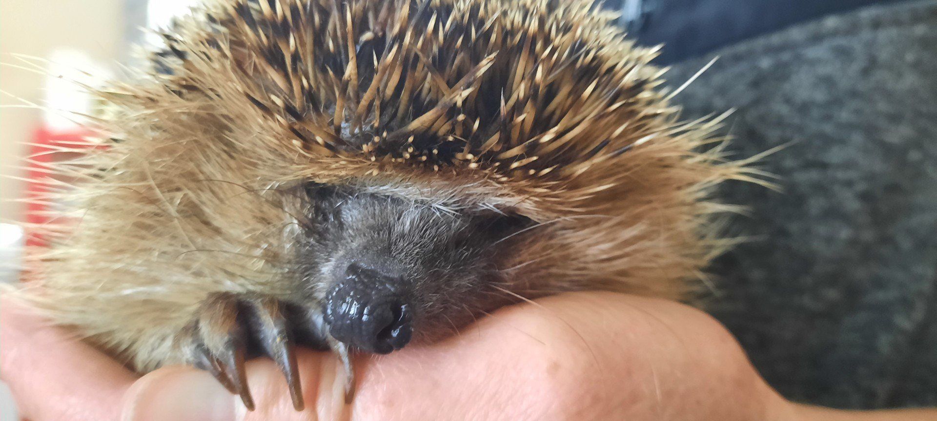 Jeże czasem potrzebują naszej pomocy