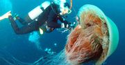Jak parzy meduza? Ten film wyjaśnia, dlaczego spotkanie z parzydełkami tak bardzo boli