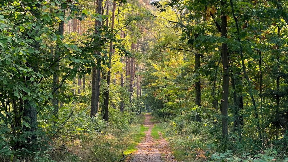 pogoda jesień las natura przyroda