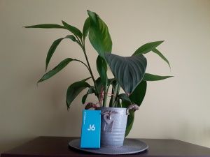 Galaxy J6 aparat przedni