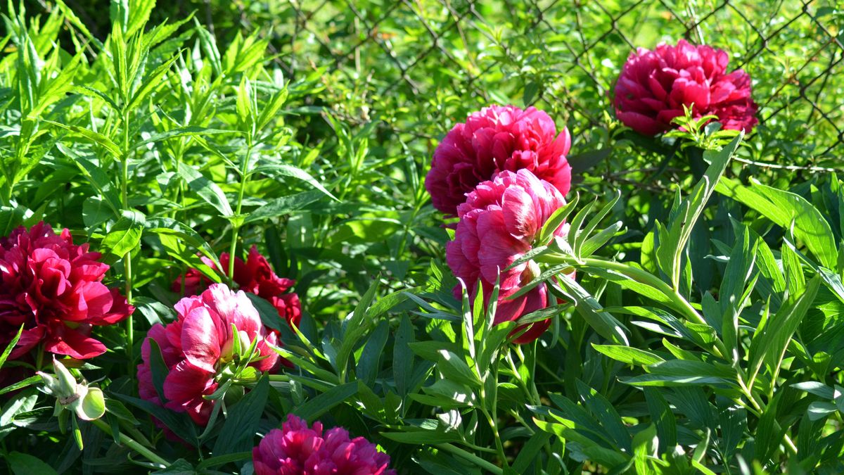 Jak zadbać o piwonię?